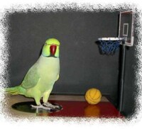 Basketball Playing Birds