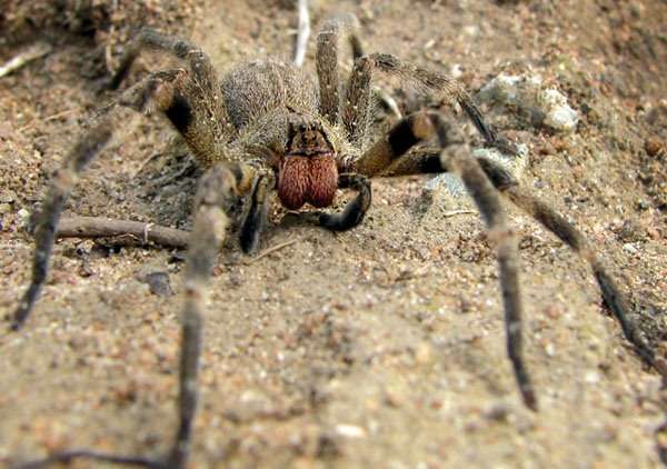 Lethal Spiders in Grocery Stores