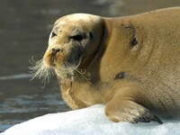 Polar Vacations Image 3