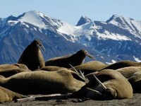 Polar Vacations Image 7