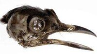 Accessorizing With Taxidermy Image 2