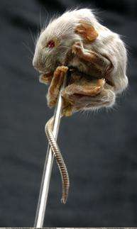Accessorizing With Taxidermy Image 3