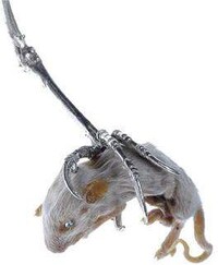 Accessorizing With Taxidermy Image 4