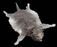 Accessorizing With Taxidermy Image 6