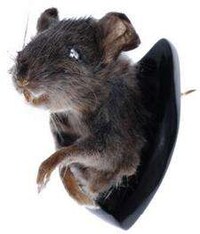 Accessorizing With Taxidermy Image 8