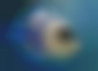 Underwater Pollution Sniffers Image 1