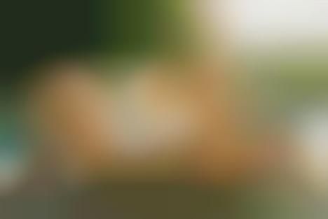 Pet-Friendly Poolsides