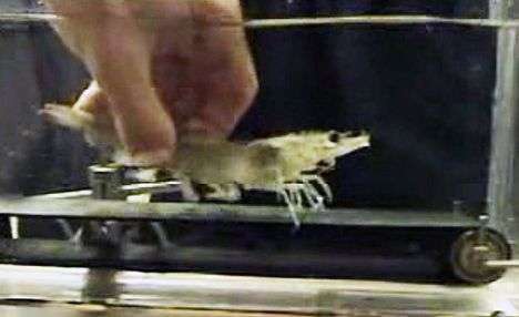 28 Experimental Innovations