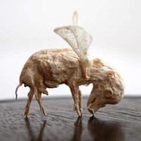 Gold Maggots