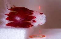Bursting High-Speed Photography Image 7