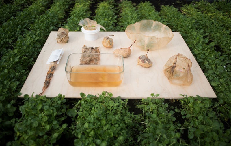 Fully Edible Food Packaging