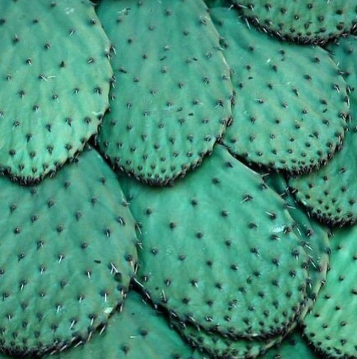 Cactus Water Moisturizers