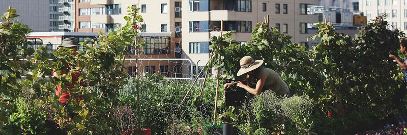 Inclusive Rooftop Urban Farms