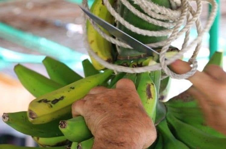 Banana Flour Yogurts