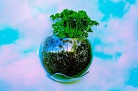 Herb-Growing Wall Orbs Image 2