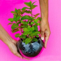 Herb-Growing Wall Orbs Image 3