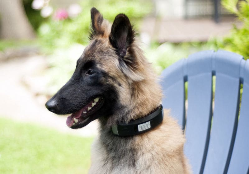 Multifaceted Smart Collars