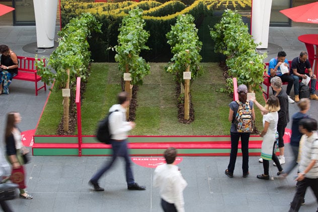 Urban Micro-Vineyards