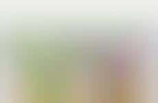 Plant Protein Dumplings