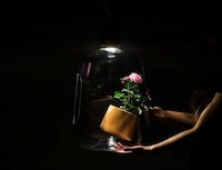 Plant-Integrated Hanging Lights Image 6