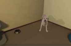 Dog Training VR Programs