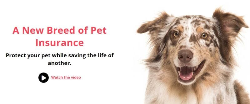 Charitable Pet Insurance Policies