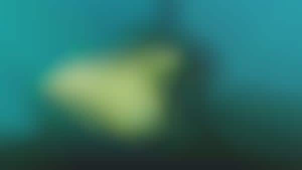 Reef-Monitoring Underwater Drones