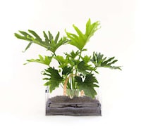 Urban Gardening Accessories Image 2