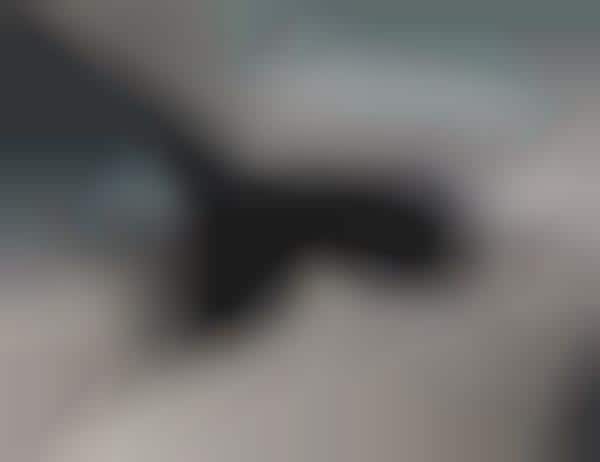 Visibility-Enhancing Auto Features