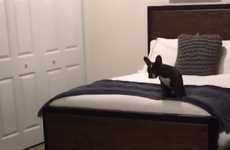 AR Pet Bed Previews