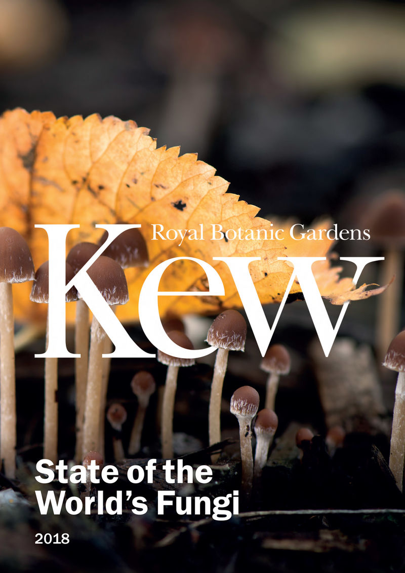 Plastic-Eating Fungi Breakthroughs