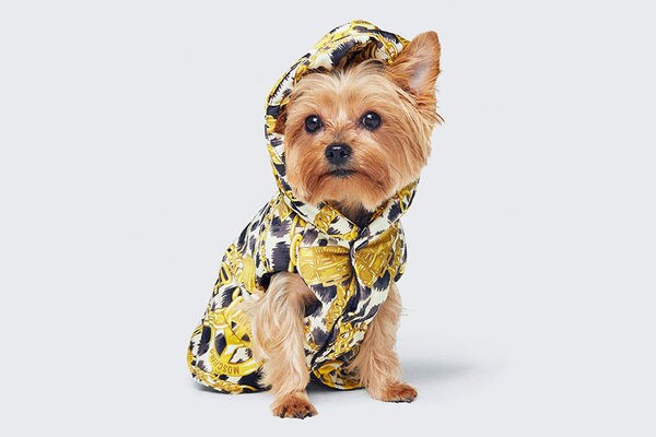 Top 30 Pet Trends in October