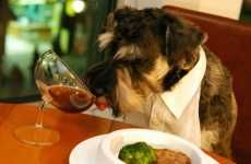 Fine Dining for Dogs