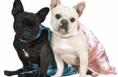 Dog Blogs for Celebrity Canines