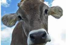Bovine Buddy Promos