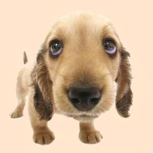 54 Incredible Innovations in Animal Care