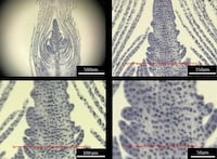 Miniature Smartphone Microscopes Image 3