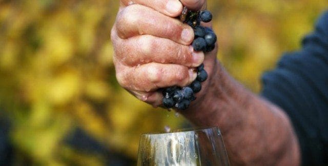 Natural Winemaking Courses