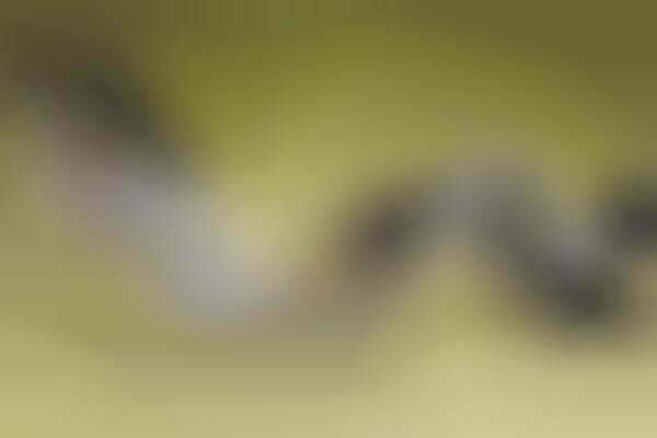 Hand-Drawn Graphic Sneakers
