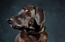 Fur-Friendly Dog Collars
