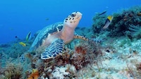 Resplendent Mexican Destinations Image 8
