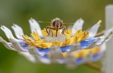 Bee-Sustaining Artificial Flowers