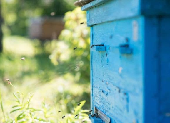 Beehive-Monitoring Sensors