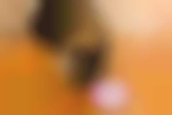 Dog-Friendly Robotic Companions
