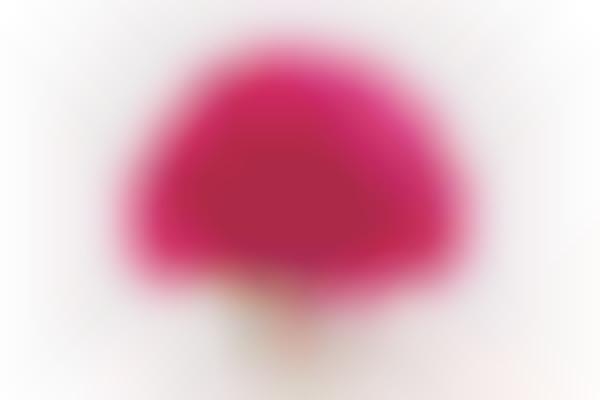 Long-Lasting Preserved Flowers