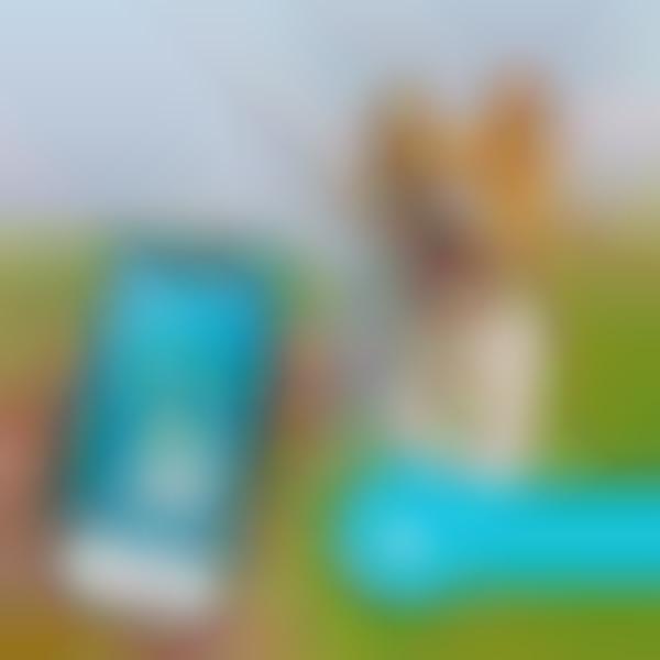 Holistic Pet Lifestyle Wearables
