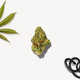 Luxury Cannabis Flowers Image 7