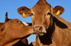 Livestock Matchmaking Apps
