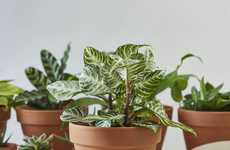 Whole-Home Houseplant Sets