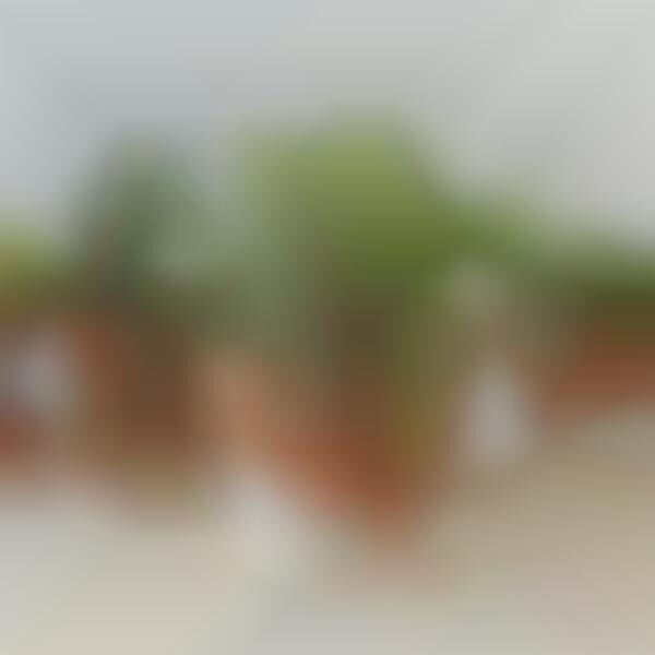 Whole-Home Houseplant Sets